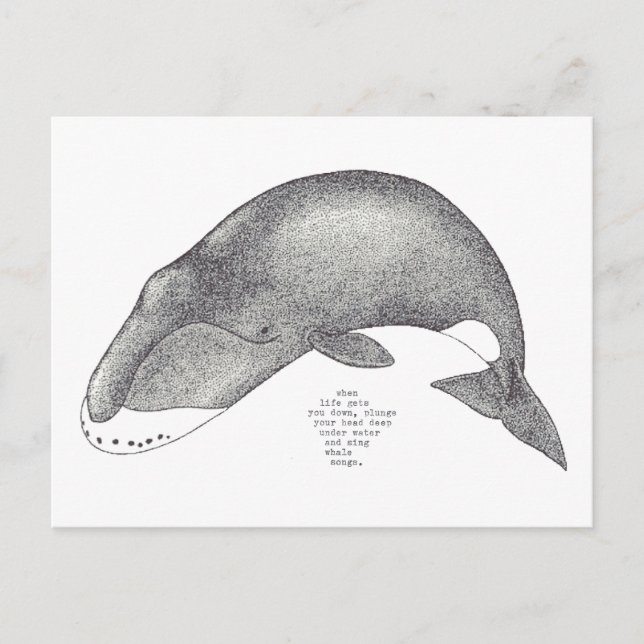 Postal canciones de ballena (Anverso)