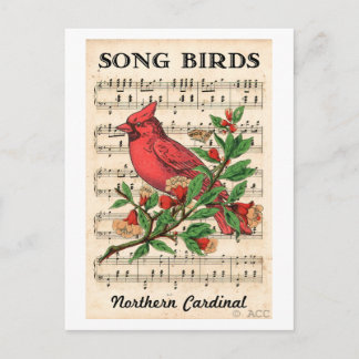 Postal Canciones de pájaros cardenales del norte