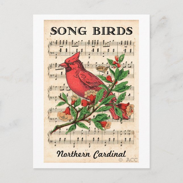 Postal Canciones de pájaros cardenales del norte (Anverso)