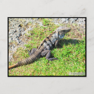 POSTAL CANCUN #16 POSTCARD