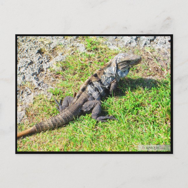 POSTAL CANCUN #16 POSTCARD (Anverso)