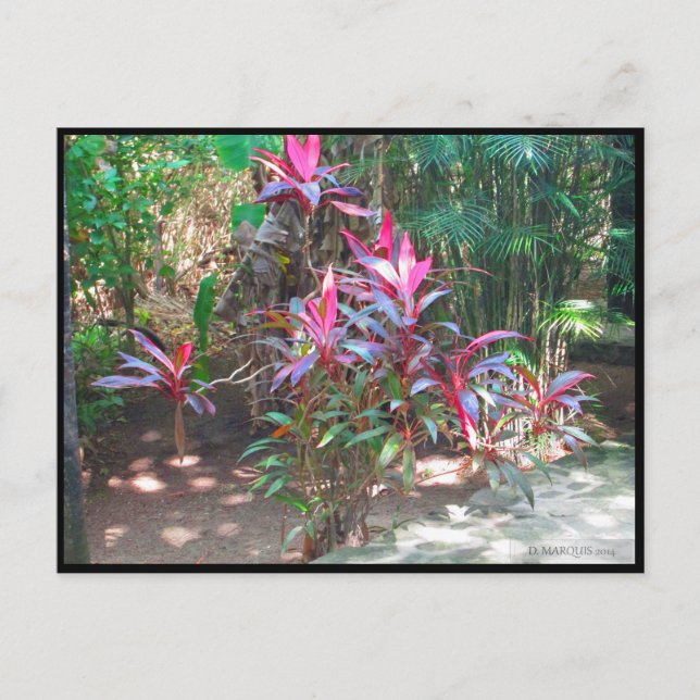 POSTAL CANCUN #17 POSTCARD (Anverso)