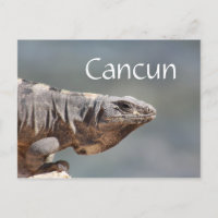 Cancun México Iguana