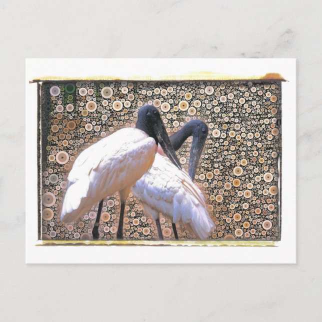 Postal Candid Crane Postcard (Anverso)