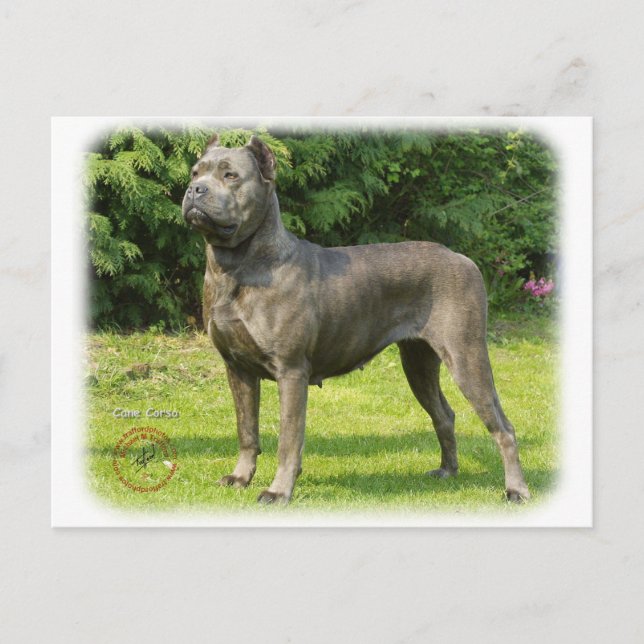 Postal Cane Corso 8R056D-05 (Anverso)