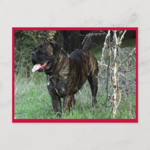 Postal Cane Corso Italiano Mastiff Postcard