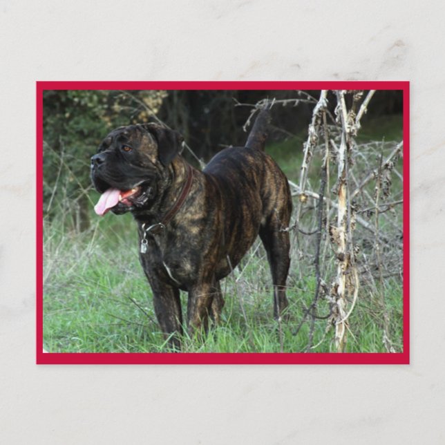 Postal Cane Corso Italiano Mastiff Postcard (Anverso)