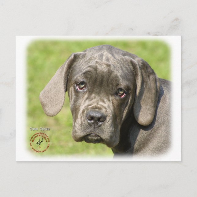 Postal Cane Corso Puppy 8R062D-25 (Anverso)