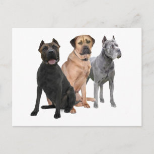 Postal Cane Corso Tres