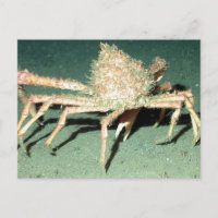 Cangrejo araña
