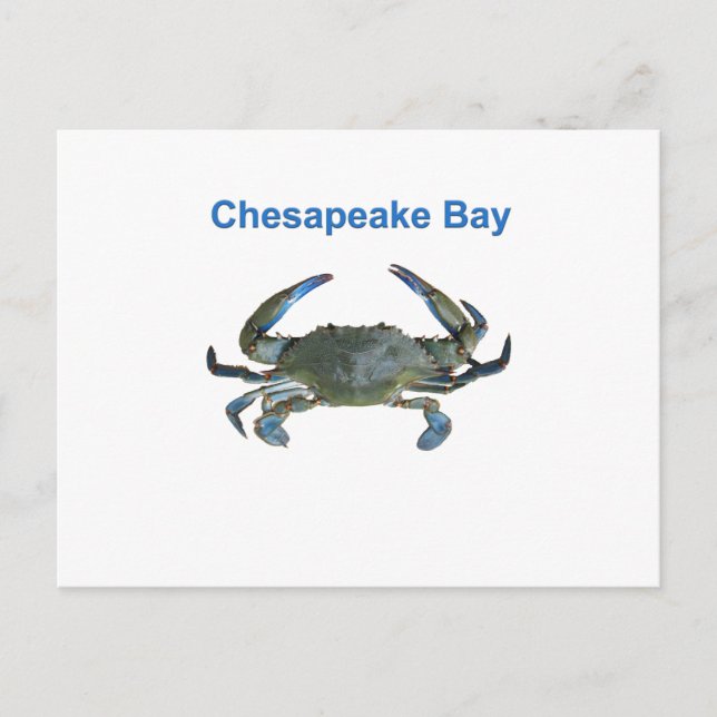Postal Cangrejo azul de la bahía de Chesapeake (Anverso)