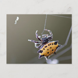Postal Cangrejo como Orb Weaver Spider
