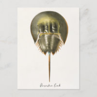 Cangrejo de herradura, artropodo, James Ellsworth 