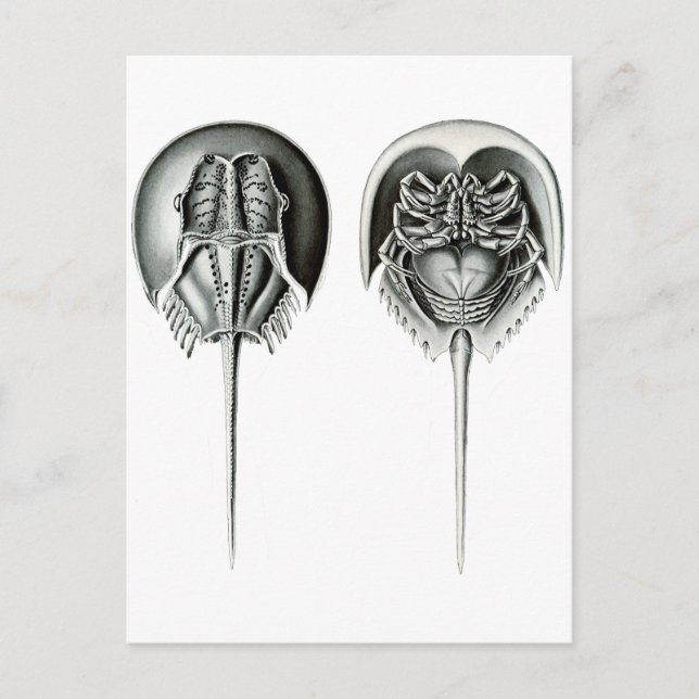 Postal Cangrejo de herradura costera (Anverso)