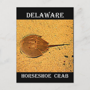 Postal Cangrejo de herradura de Delaware
