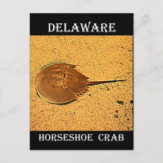 Postal Cangrejo de herradura de Delaware (Anverso)