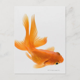 Postal Cangrejo de oro (Carassius auratus) 2