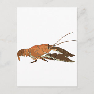 Postal Cangrejo de río realista/Crawdad