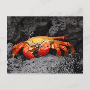 Postal Cangrejo de roca roja (Grapsus grapsus)