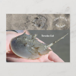 Postal Cangrejo herradura de Carolina del Sur