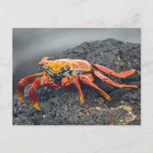 Postal Cangrejo ligero de Sally