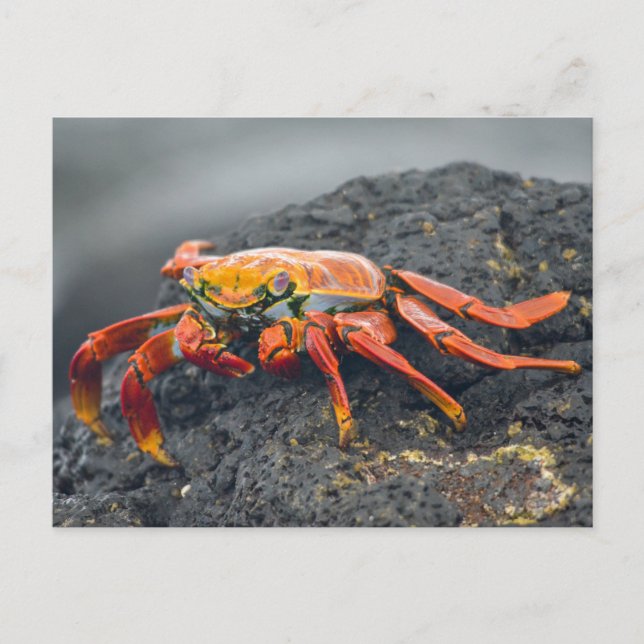 Postal Cangrejo ligero de Sally (Anverso)