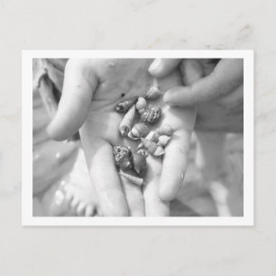 Postal cangrejos de ermitaño