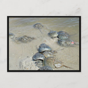 Postal Cangrejos herradura en agua