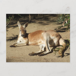Postal canguro