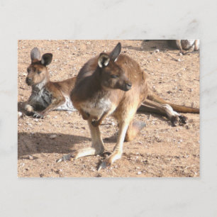 Postal canguro
