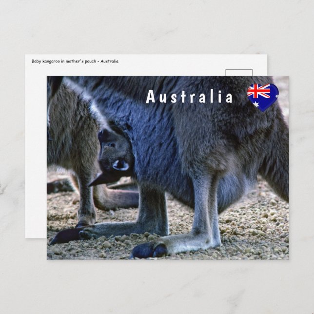 Postal Canguro bebé en la bolsa de la madre - Australia (Anverso / Reverso)