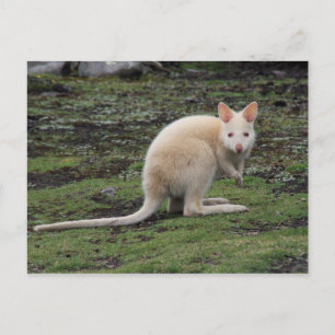 Postal Canguro blanco