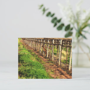 Postal Canguro Con Joey En Grapevines, Postcard