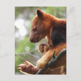 Postal canguro de árbol