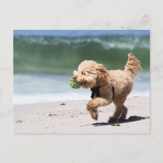 Postal Caniche - albaricoque - juego del caniche