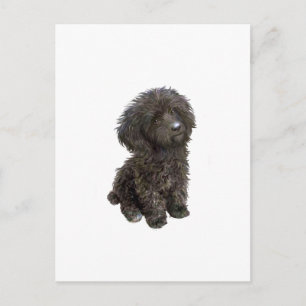 Postal Caniche - cachorro de juguete negro