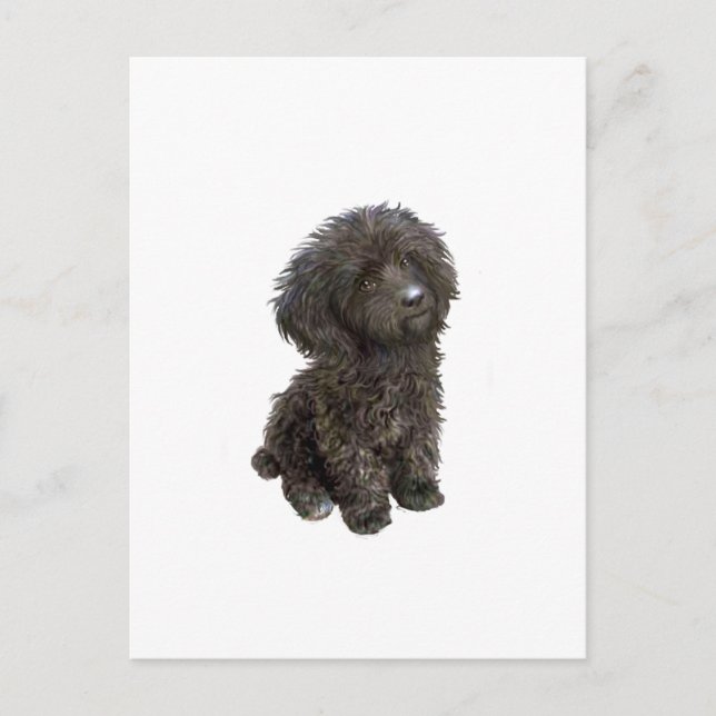Postal Caniche - cachorro de juguete negro (Anverso)