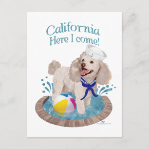 Postal Caniche de California