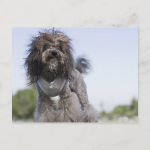 Postal caniche de juguete con camiseta