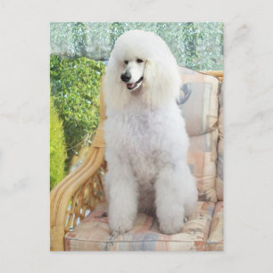 Postal Caniche estándar blanco
