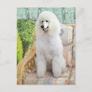 Postal Caniche estándar blanco