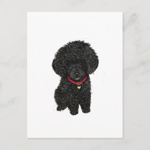 Postal Caniche miniatura o juguete - Negro 1