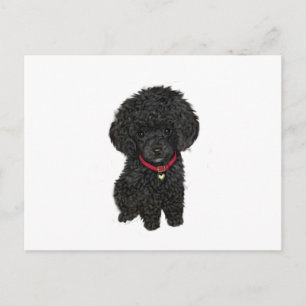 Postal Caniche miniatura o juguete - Negro 1