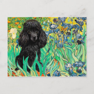 Postal Caniche (negro 1) - Lirios
