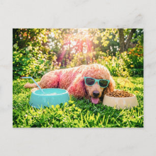 Postal Caniche relajándose en hierba iluminada por el sol