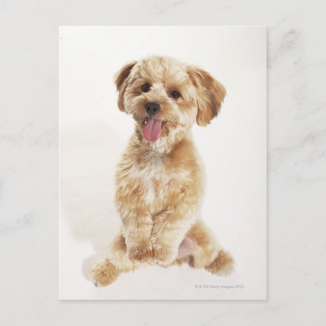 Postal Canis familiaris (Anverso)