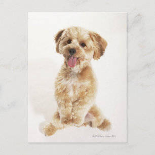 Postal Canis familiaris