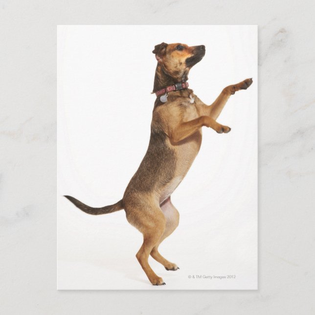 Postal Canis familiaris 2 (Anverso)