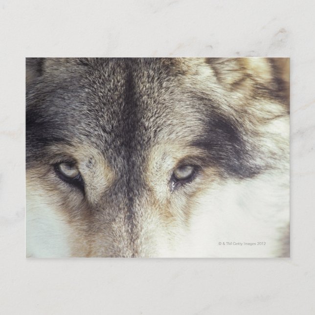 Postal Canis Lupus (Anverso)