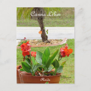 Postal Canna Lilies flores florida Postcard